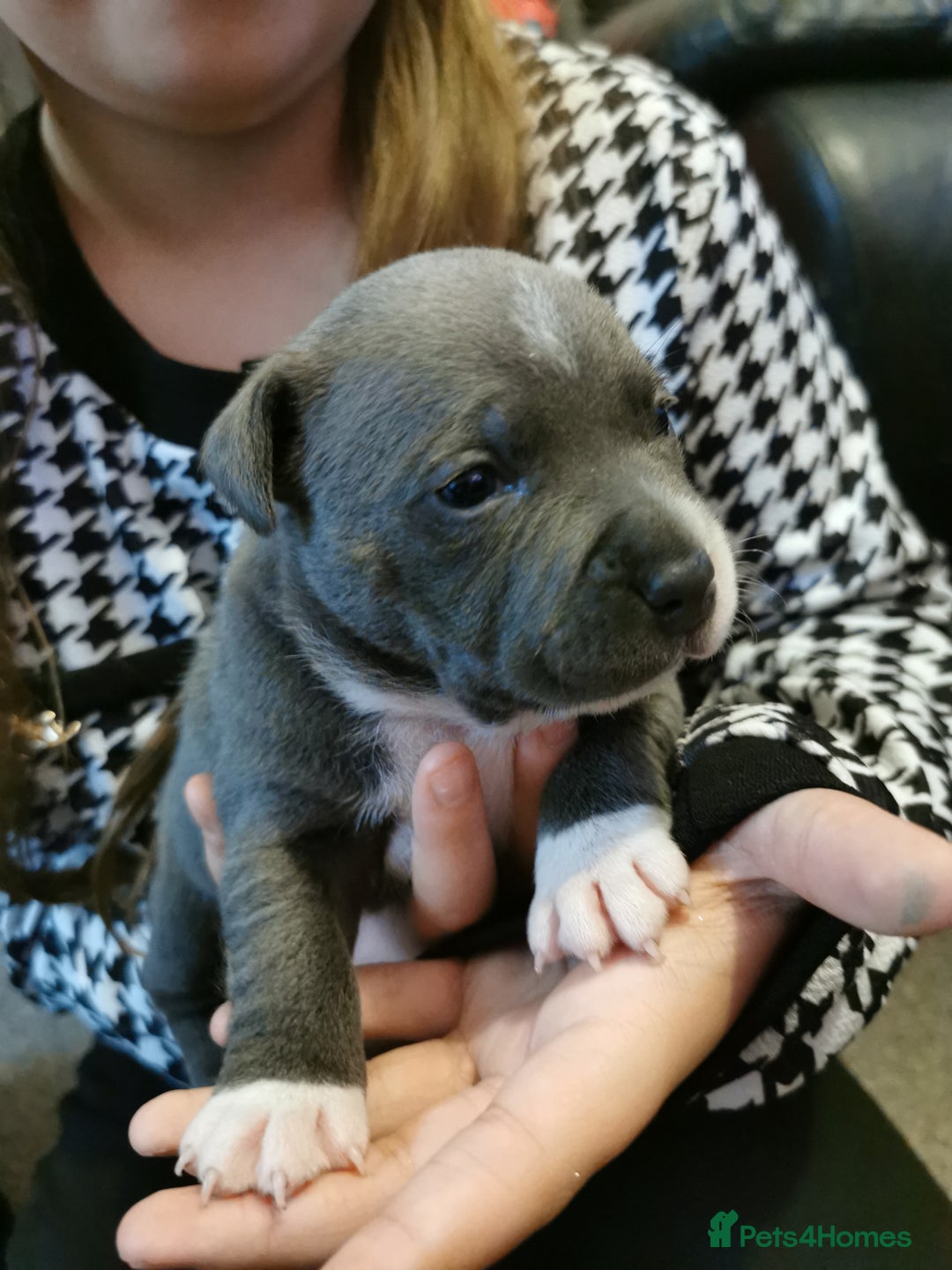 Staffordshire Bull Terrier dogs for sale: Beautiful Staffy's puppies - Advert 11