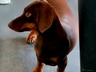 Miniature Dachshund dogs Beautiful Miniature Smooth Girl Mabel - Advert 10