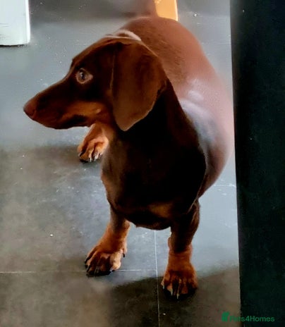 Miniature Dachshund dogs - Advert 1