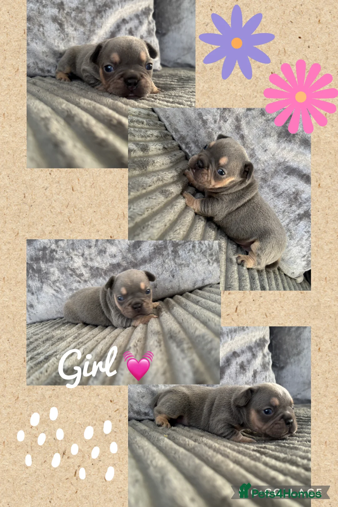 French Bulldog dogs for sale: Stunning French bulldogs 🐶 in Grays - Advert 2