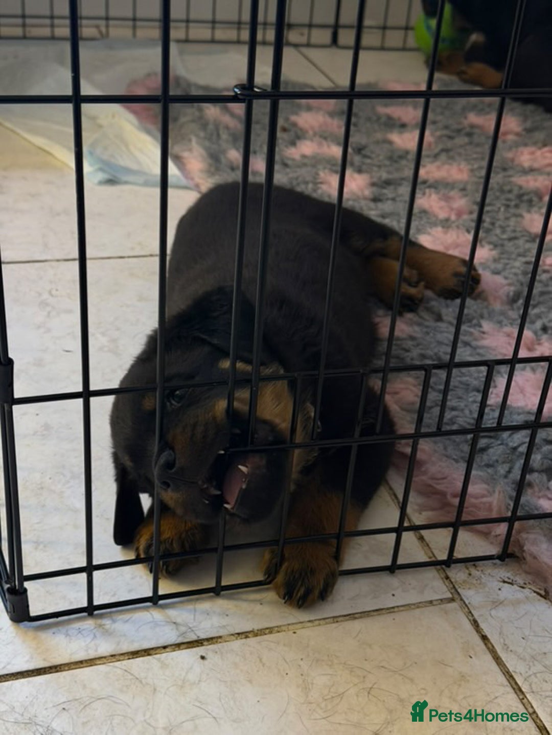 Rottweiler dogs for stud: Proven Health Tested Rottweiler Stud in Arrochar - Advert 11