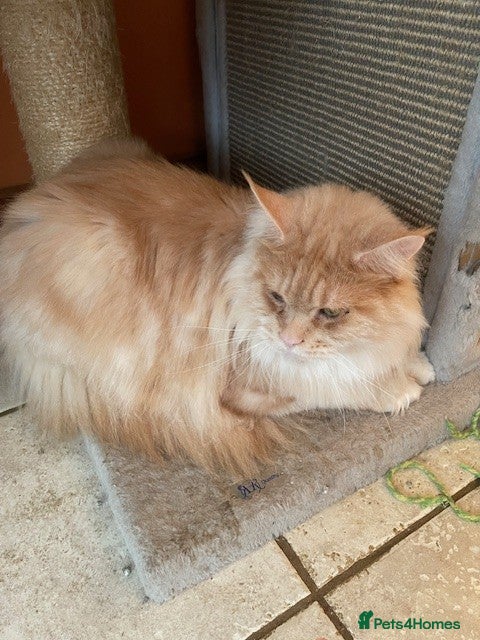 Maine Coon cats retired queens  - Advert 1