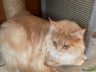 Maine Coon cats retired queens - Advert 3