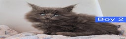 Maine Coon cats for sale: Blue Maine coon kittens + DNA health tested  - Advert 25