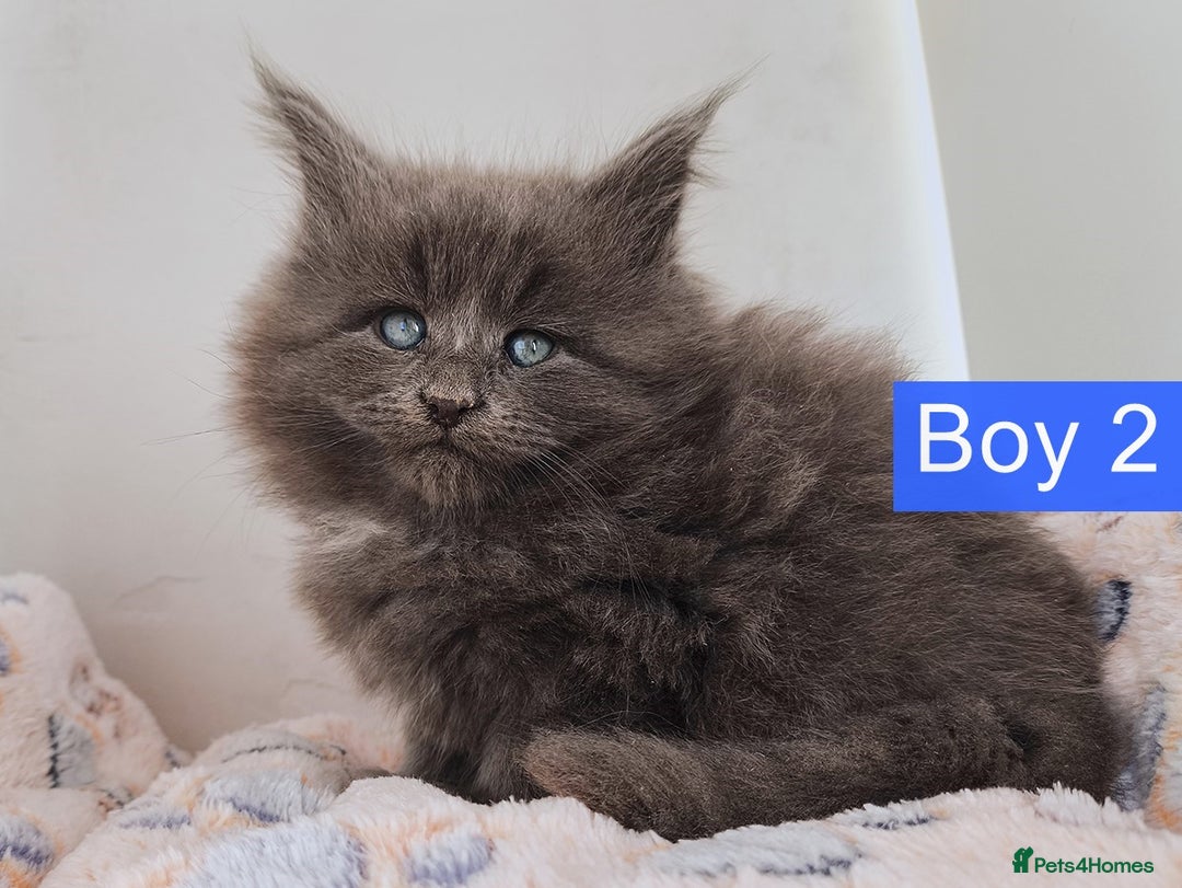 Maine Coon cats for sale: Blue Maine coon kittens + DNA health tested  - Advert 25