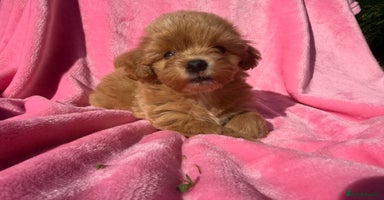 Maltipoo dogs - Advert 3