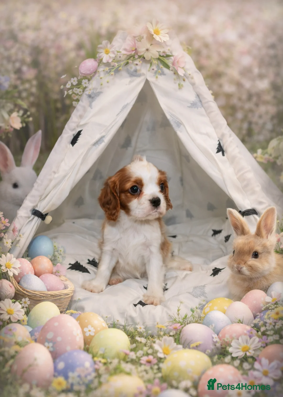 Cavalier King Charles Spaniel dogs for sale: Beautiful Cavalier Puppies available 😍  - Advert 6