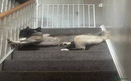 Akita dogs for sale: 4 year old Akita  - Image 12