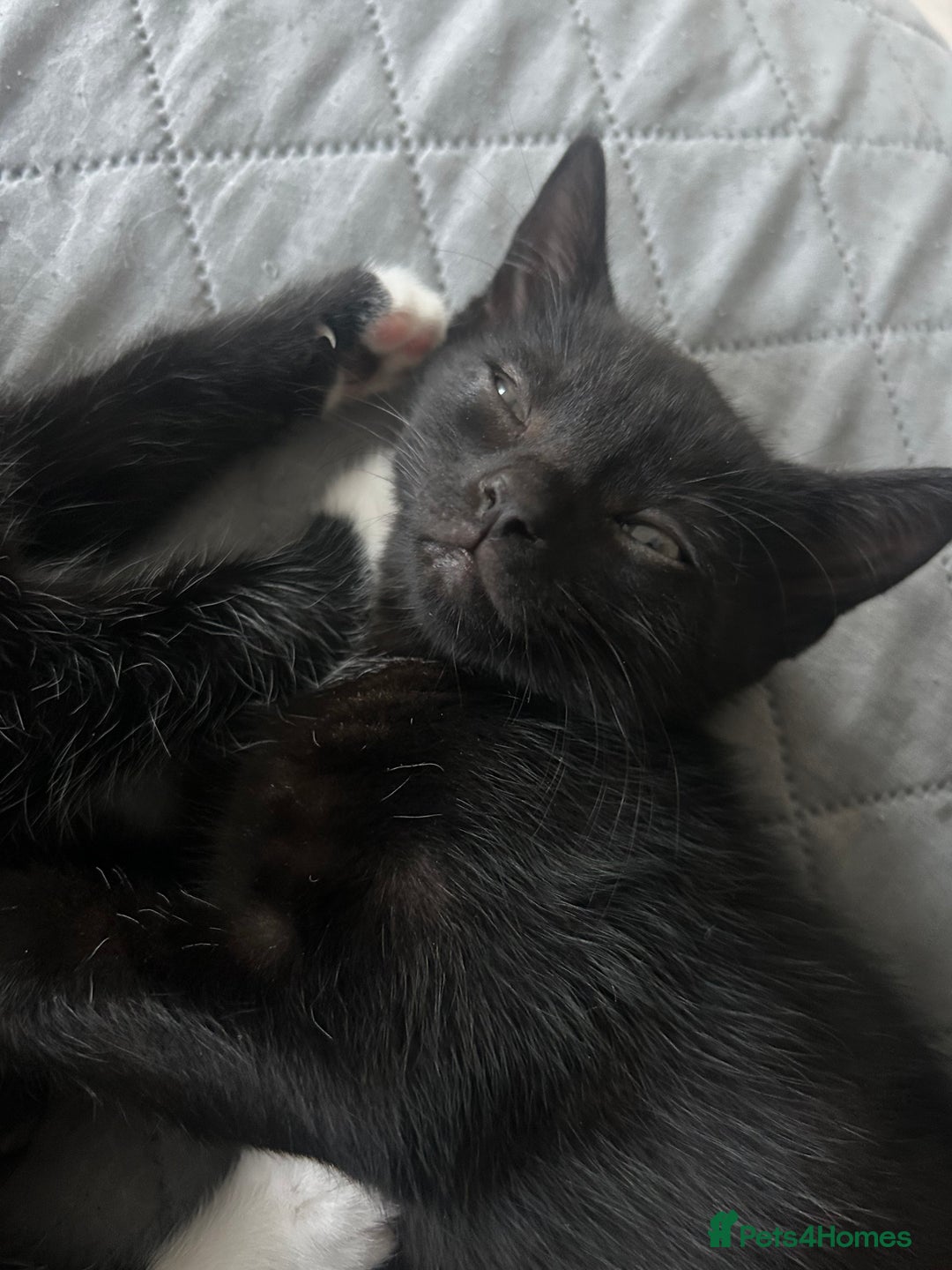 Mixed Breed cats for sale: Rare Bengal-Mix & Ginger Line Kittens  - Advert 20