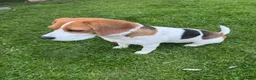 Beagle dogs for sale: 🐶 Beautiful Beagle Puppies for Sale 🐶 - Advert 17