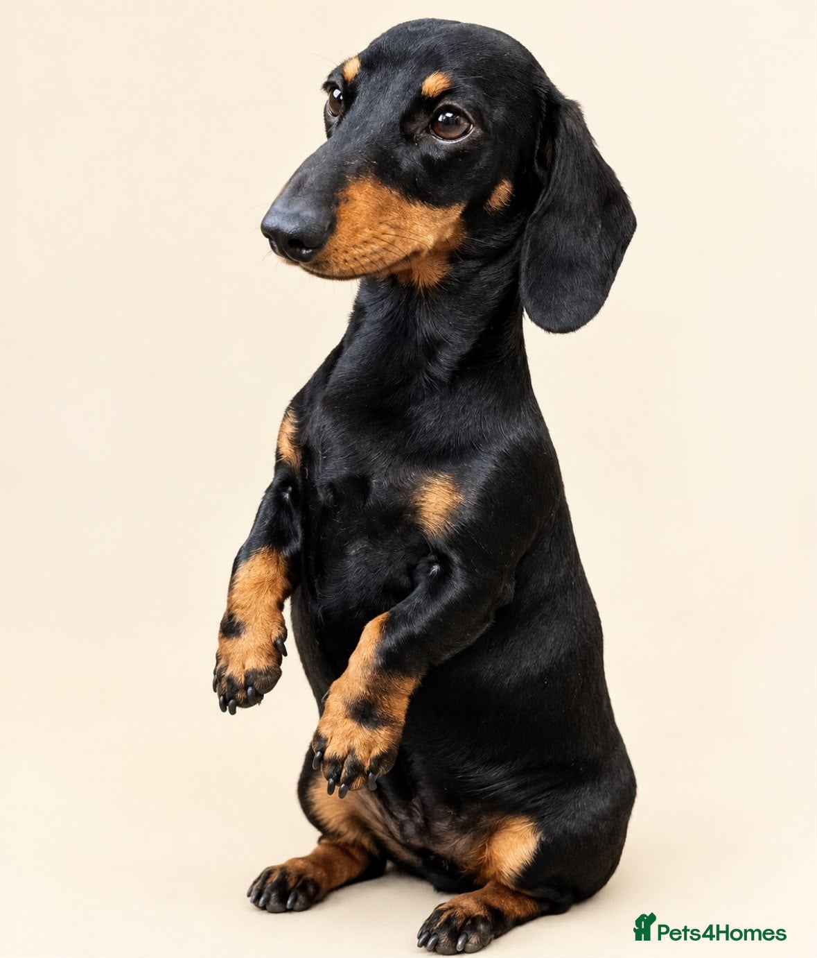 Miniature Dachshund dogs for stud: Miniature dachshund stud 18 champions in pedigree - Advert 13