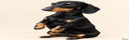 Miniature Dachshund dogs for stud: Miniature dachshund stud 18 champions in pedigree - Advert 1
