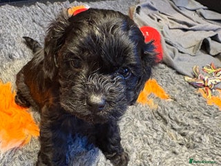 Cavapoo dogs Teddy Bear Cavapoo’s Ready 25th November - Advert 16