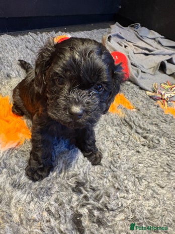 Cavapoo dogs Teddy Bear Cavapoo’s Ready 25th November - Advert 1