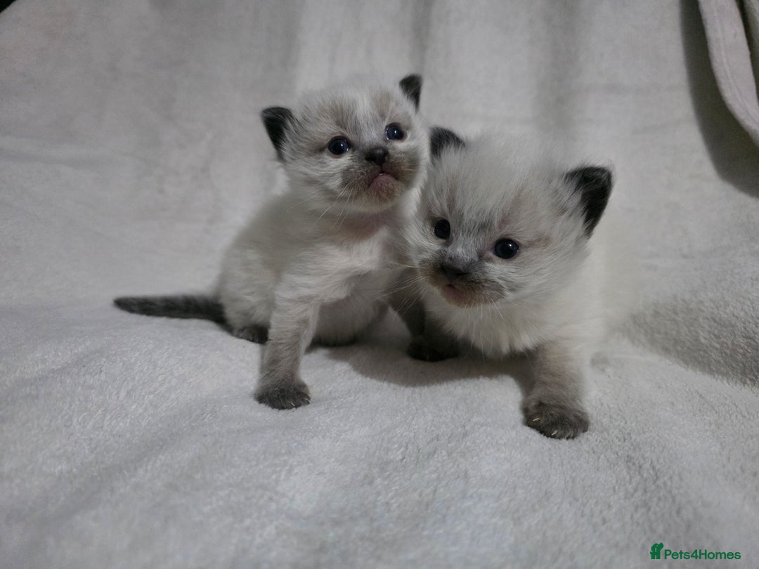 Ragdoll cats for sale: Stunning ragdoll kittens - Advert 6