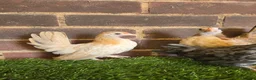 Chickens poultry for sale: Serama Pullets  - Advert 2