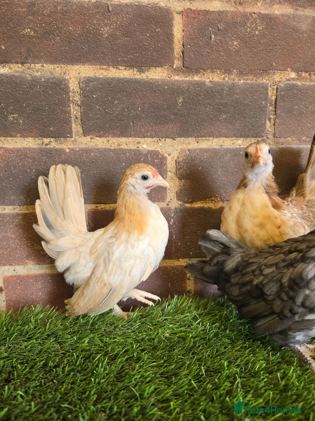 Chickens poultry for sale: Serama Pullets  - Advert 2