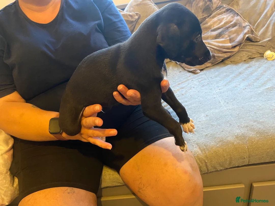 Whippet dogs for sale: Whippet x greyhound  - Advert 2