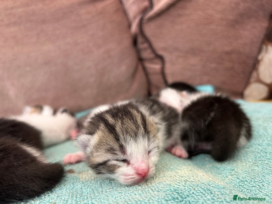 Mixed Breed cats for sale: Beautiful kittens available  - Image 2