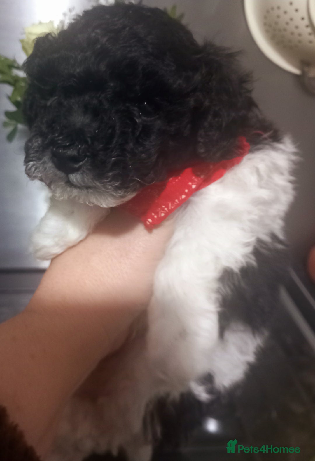 Toy Poodle dogs for sale: **1 PARTI BOY AVAILABLE**READY 21st DECEMBER** - Advert 12