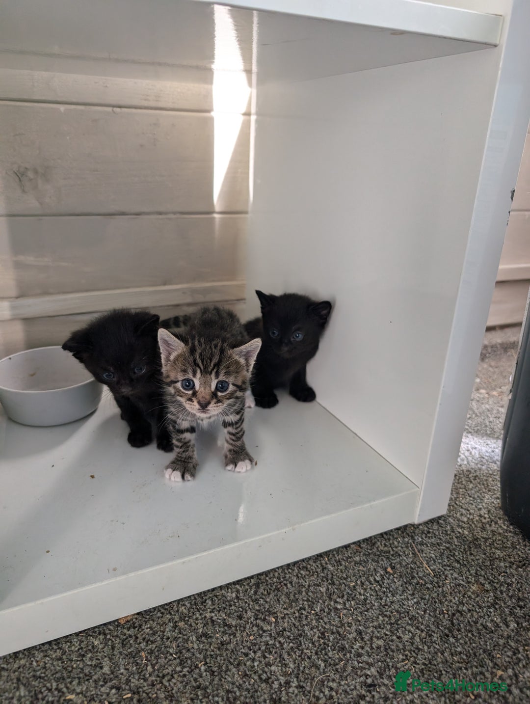 Mixed Breed cats for sale: 7 Adorable Tabby, Black, and Tortishell Kittens. - Image 10