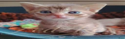 Mixed Breed cats for sale: Beautiful Devon Rex x Abyssinian kittens  - Advert 6