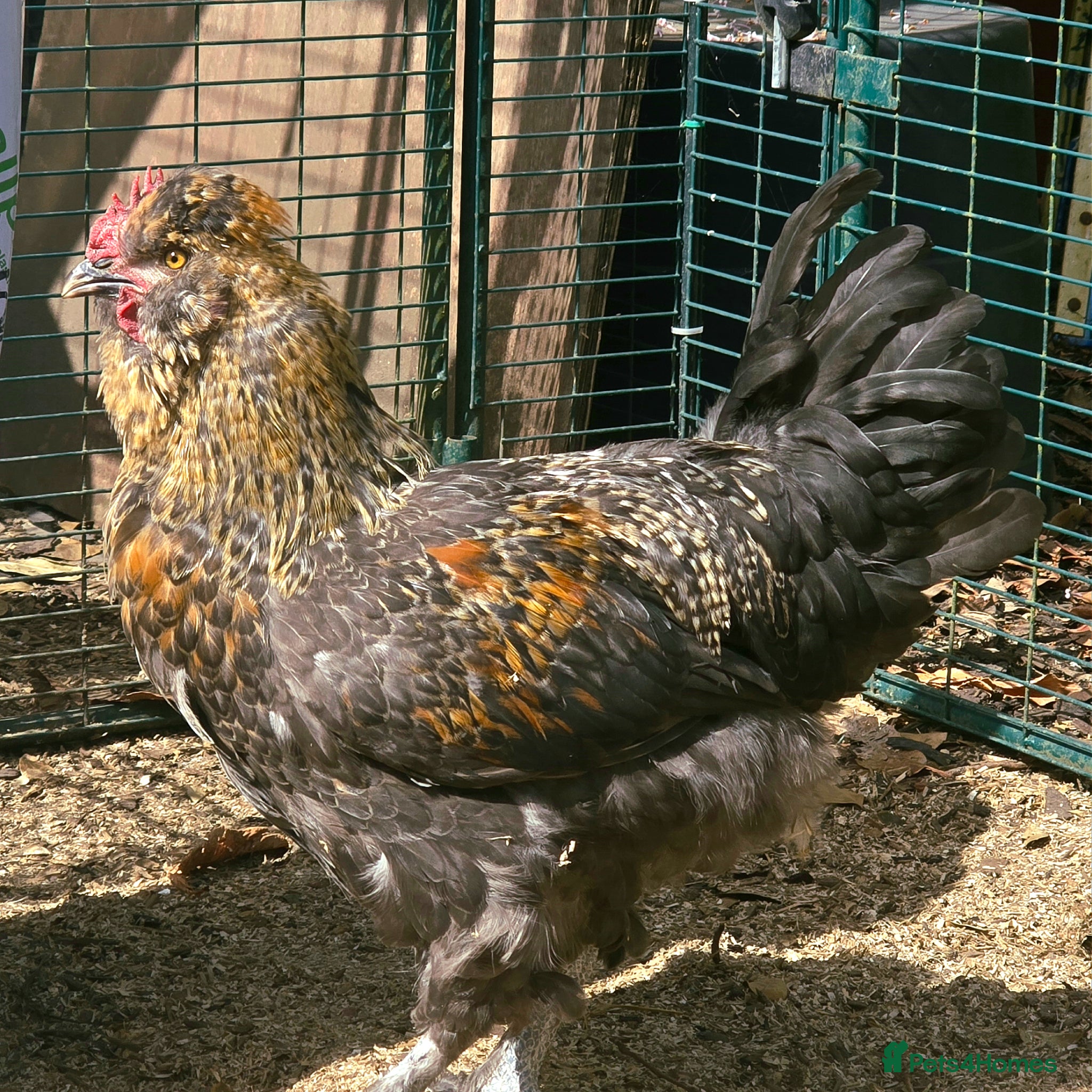 Chickens poultry Araucana x Silkie boy - Advert 2