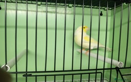 Canaries birds for sale: Canaries  - Image 7