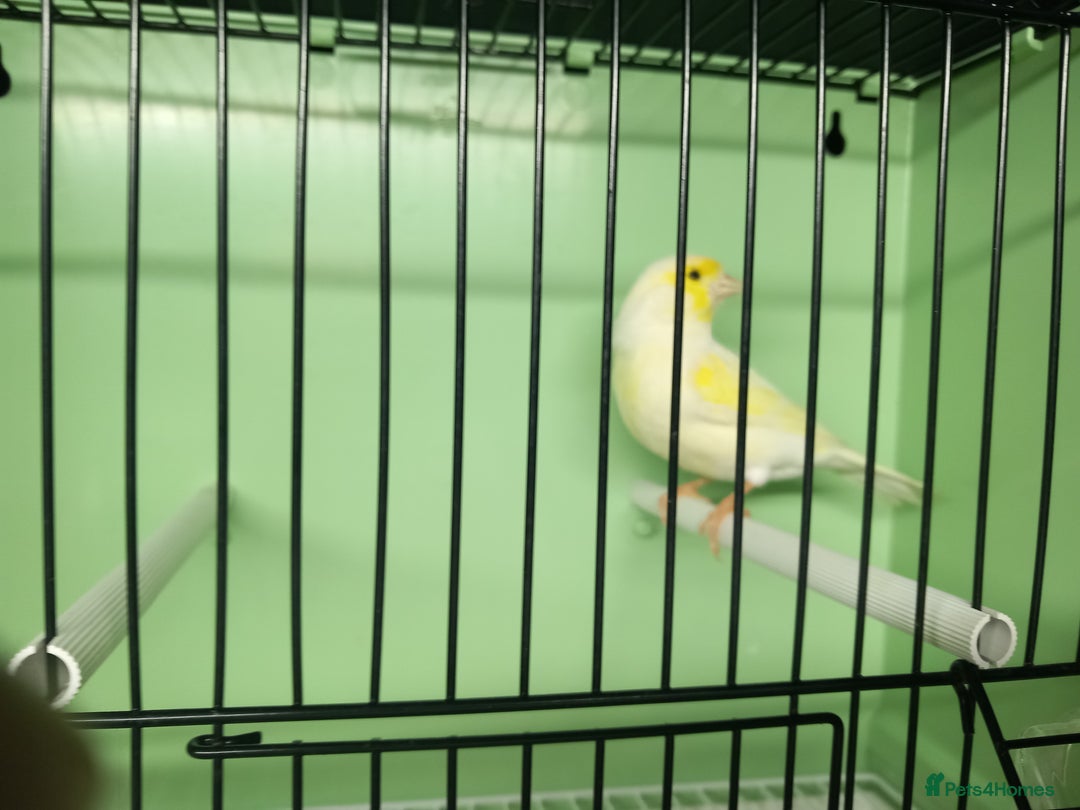 Canaries birds for sale: Canaries  - Image 7