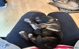 German Shepherd dogs for sale: Female german shepard for sale - Image 3
