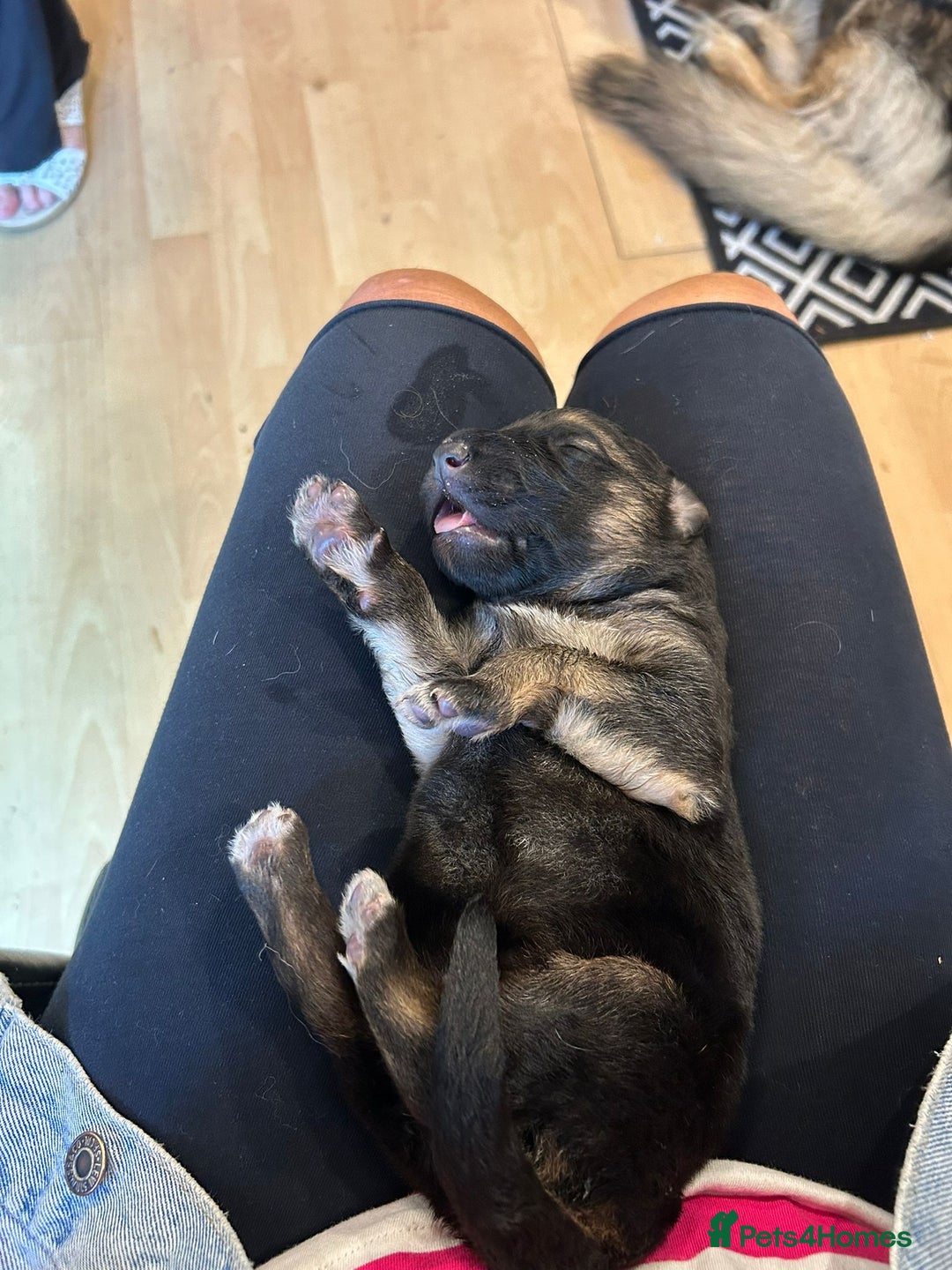 German Shepherd dogs for sale: Female german shepard for sale - Image 3