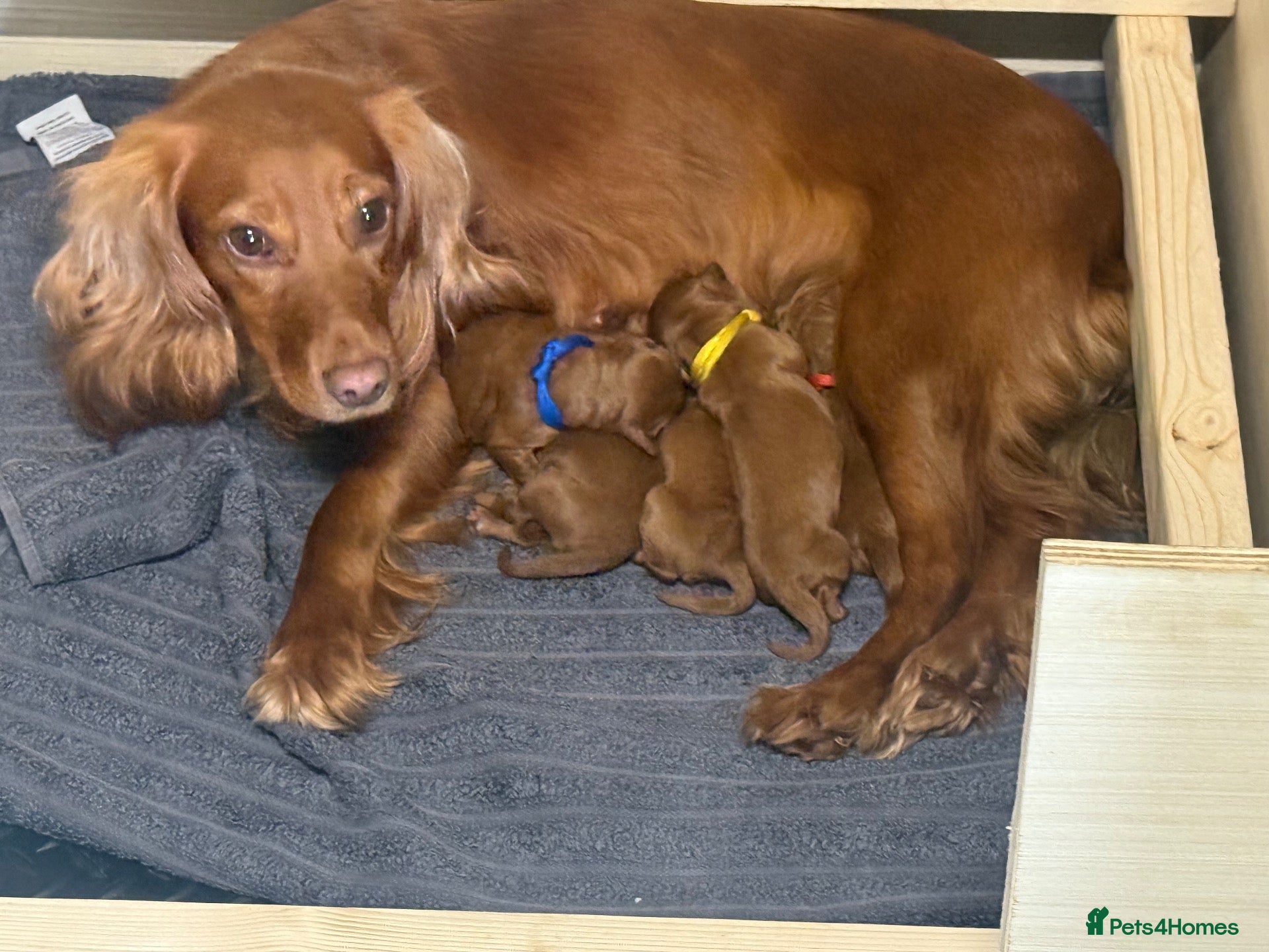 Cockapoo dogs for sale: Beautiful Litter of F1 Toy Cockapoo Puppies - Advert 1
