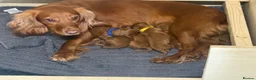 Cockapoo dogs for sale: Beautiful Litter of F1 Toy Cockapoo Puppies - Advert 1