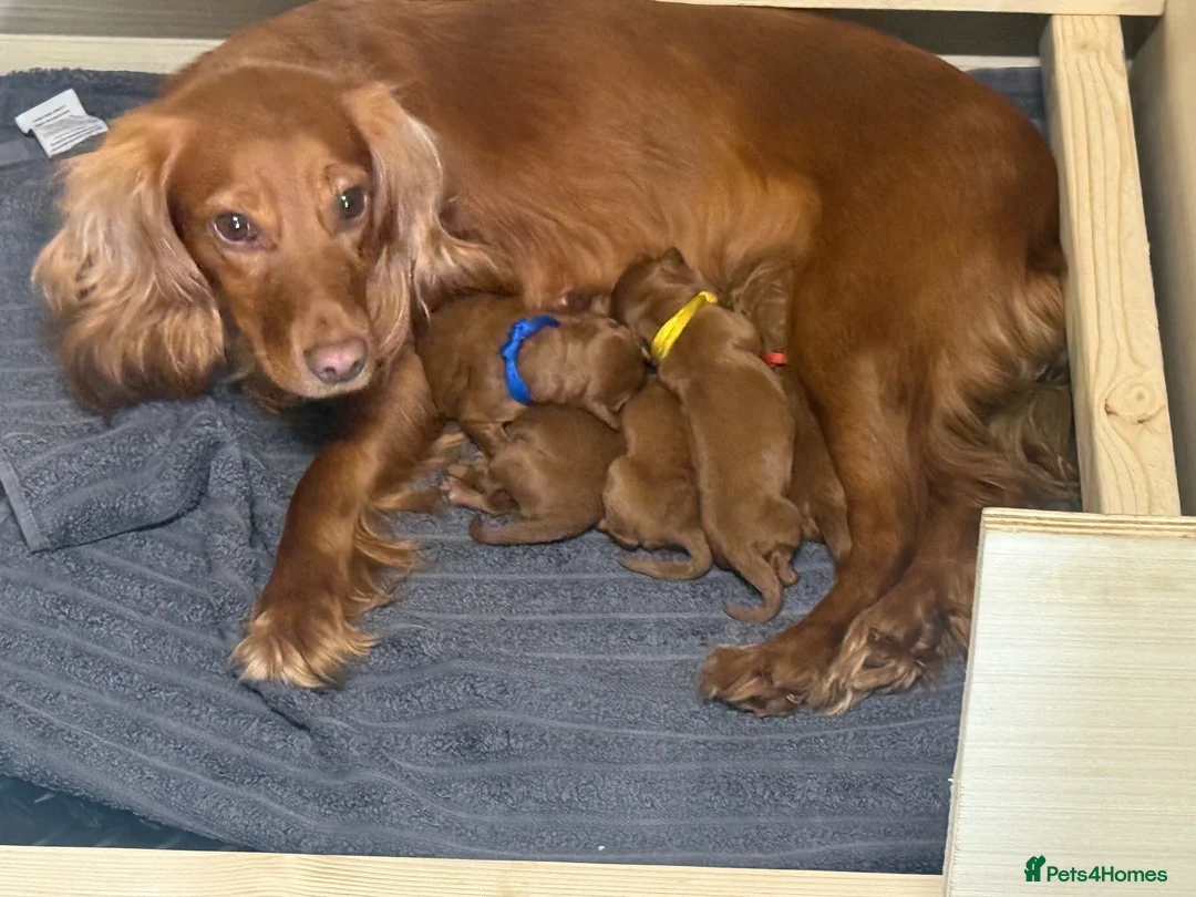 Cockapoo dogs for sale: Beautiful Litter of F1 Toy Cockapoo Puppies - Advert 1