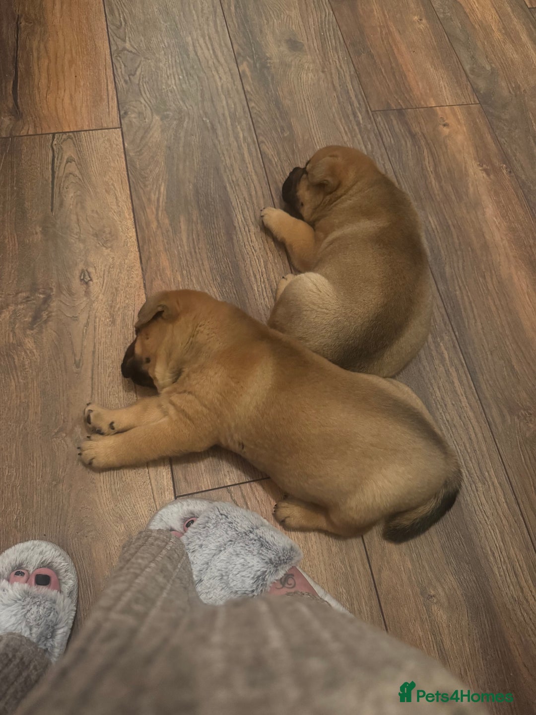 Mixed Breed dogs for sale: Two Gorgeous Boys ready to go! - Image 2