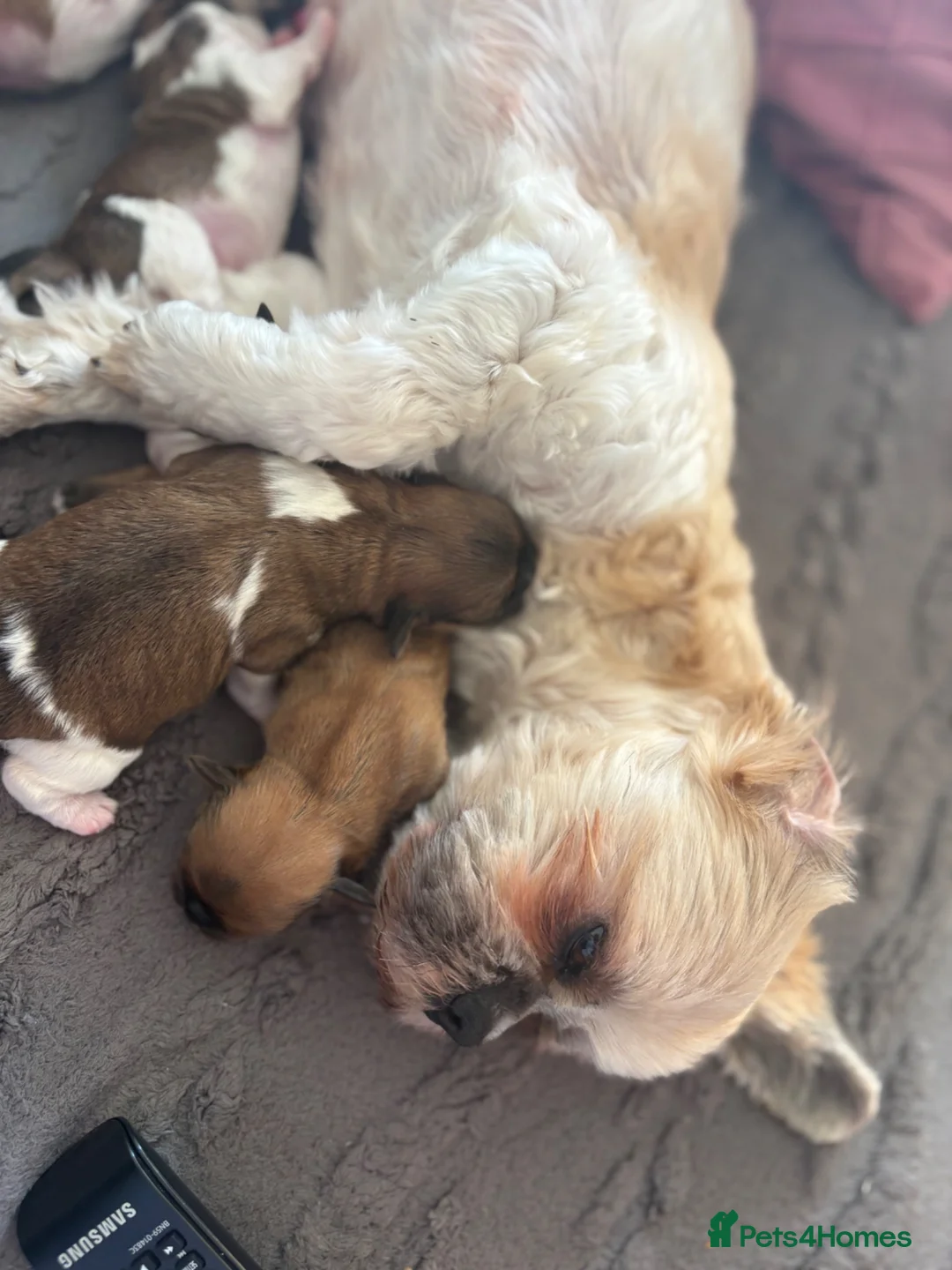 Shih Tzu dogs for sale: Beautiful Shih Tzu Puppies Available 🐶   in Stockport - Advert 1