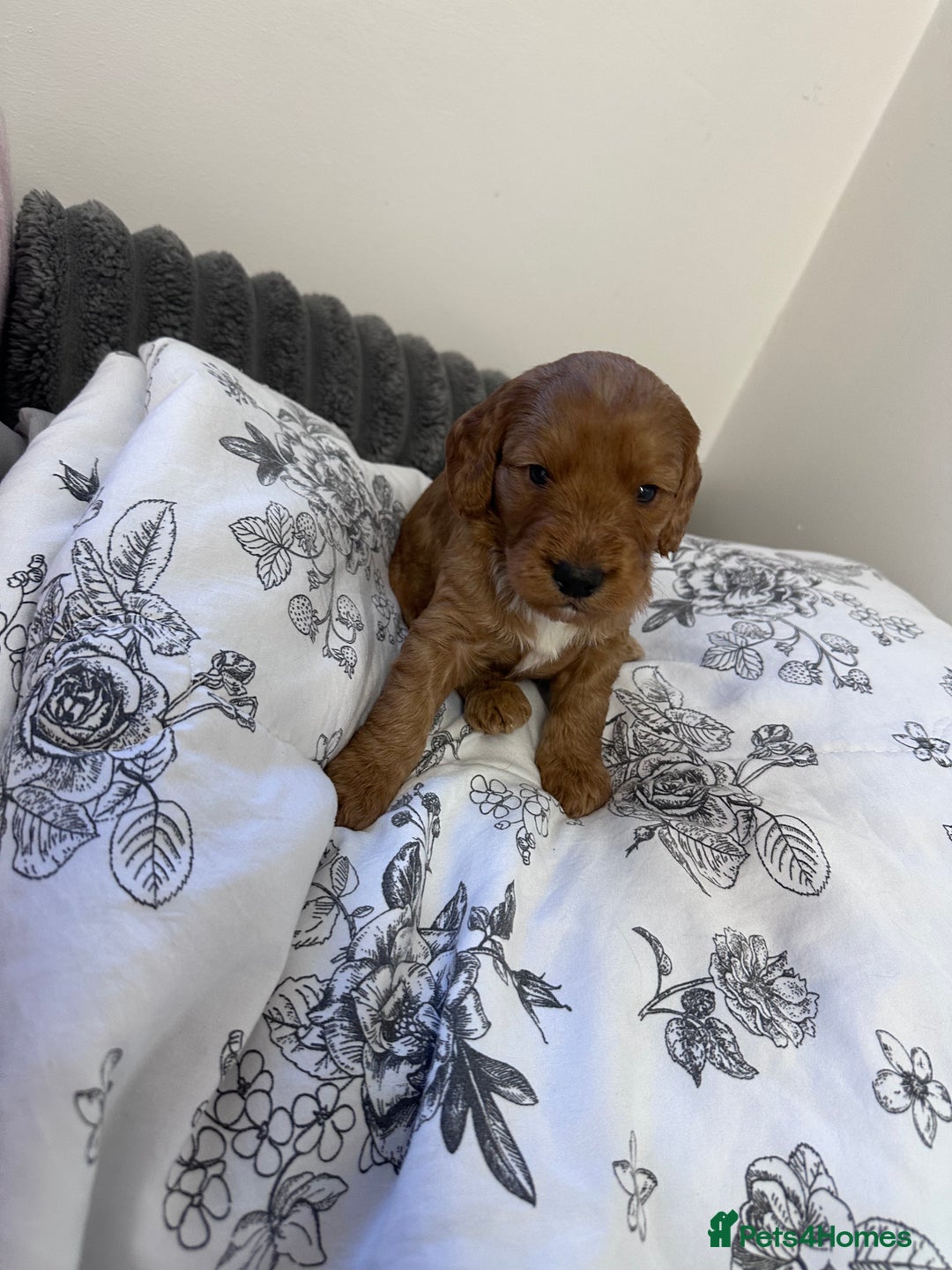 Cockapoo dogs for sale: Cockerpoo Puppies (F1) - Advert 7