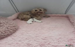 Maltipoo dogs for sale: Unique Korean miniature Maltipoos 🐶 🏡 🐾  - Image 1