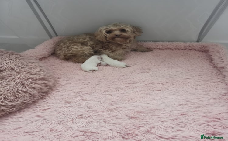 Maltipoo dogs - Advert 1