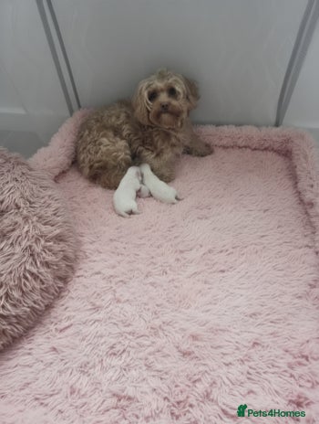 Maltipoo dogs - Advert 1