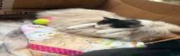 Mixed Breed cats for sale: 2 sets of part ragdoll kittens - Advert 1