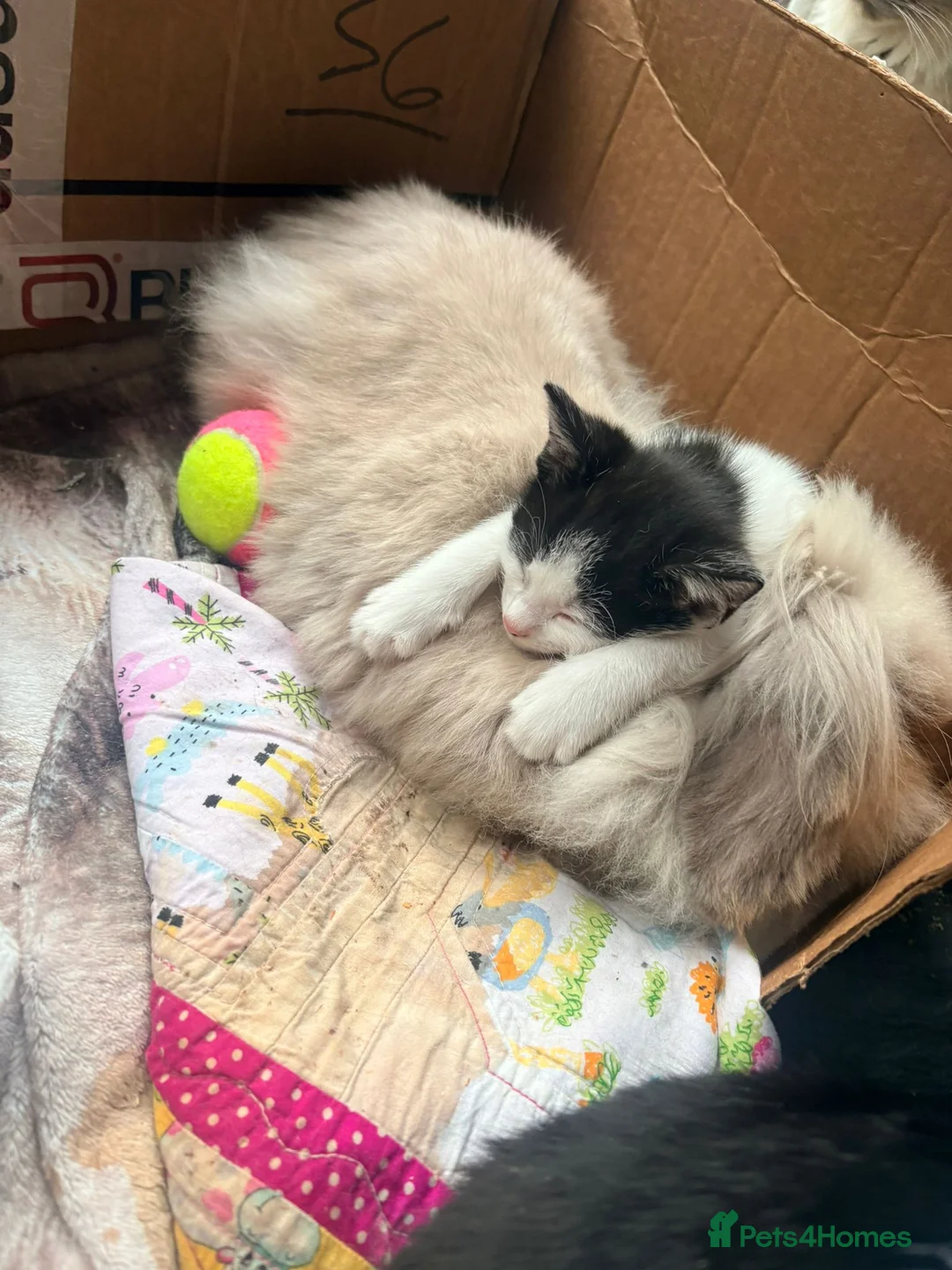Mixed Breed cats for sale: 2 sets of part ragdoll kittens - Advert 1