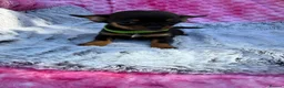 Chihuahua dogs for sale: Beautiful chihuahua puppies - Advert 3