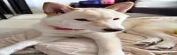 Japanese Shiba Inu dogs for sale: Champion Bloodline Shiba Inu Girl in Edinburgh - Advert 9