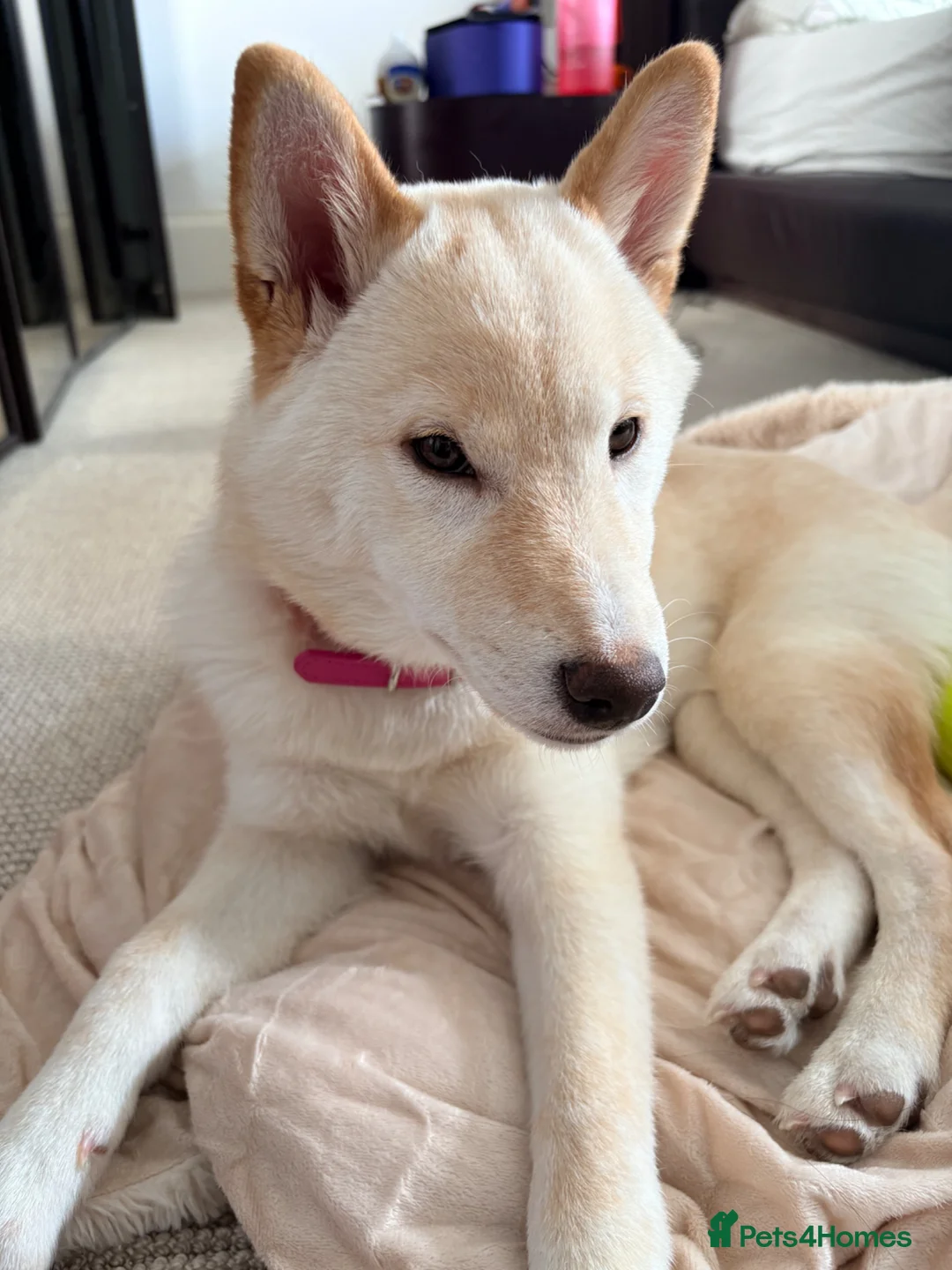 Japanese Shiba Inu dogs for sale: Champion Bloodline Shiba Inu Girl in Edinburgh - Advert 9