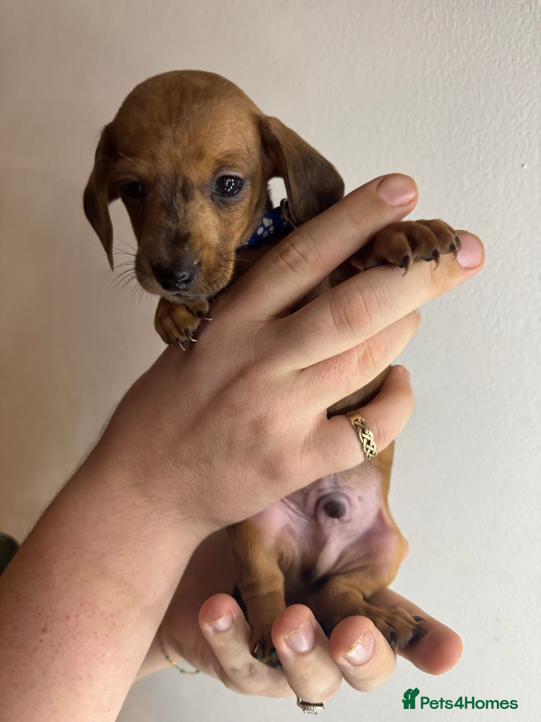 Miniature Dachshund dogs for sale: Miniature dachshunds for sale  - Image 5