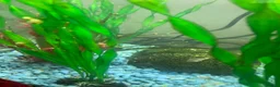 Snails fish for sale: Golden apple snails - Advert 6