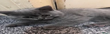 British Shorthair 2