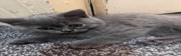 British Shorthair cats for sale: 6 little babies looking for a loving home in Leicester - Advert 4