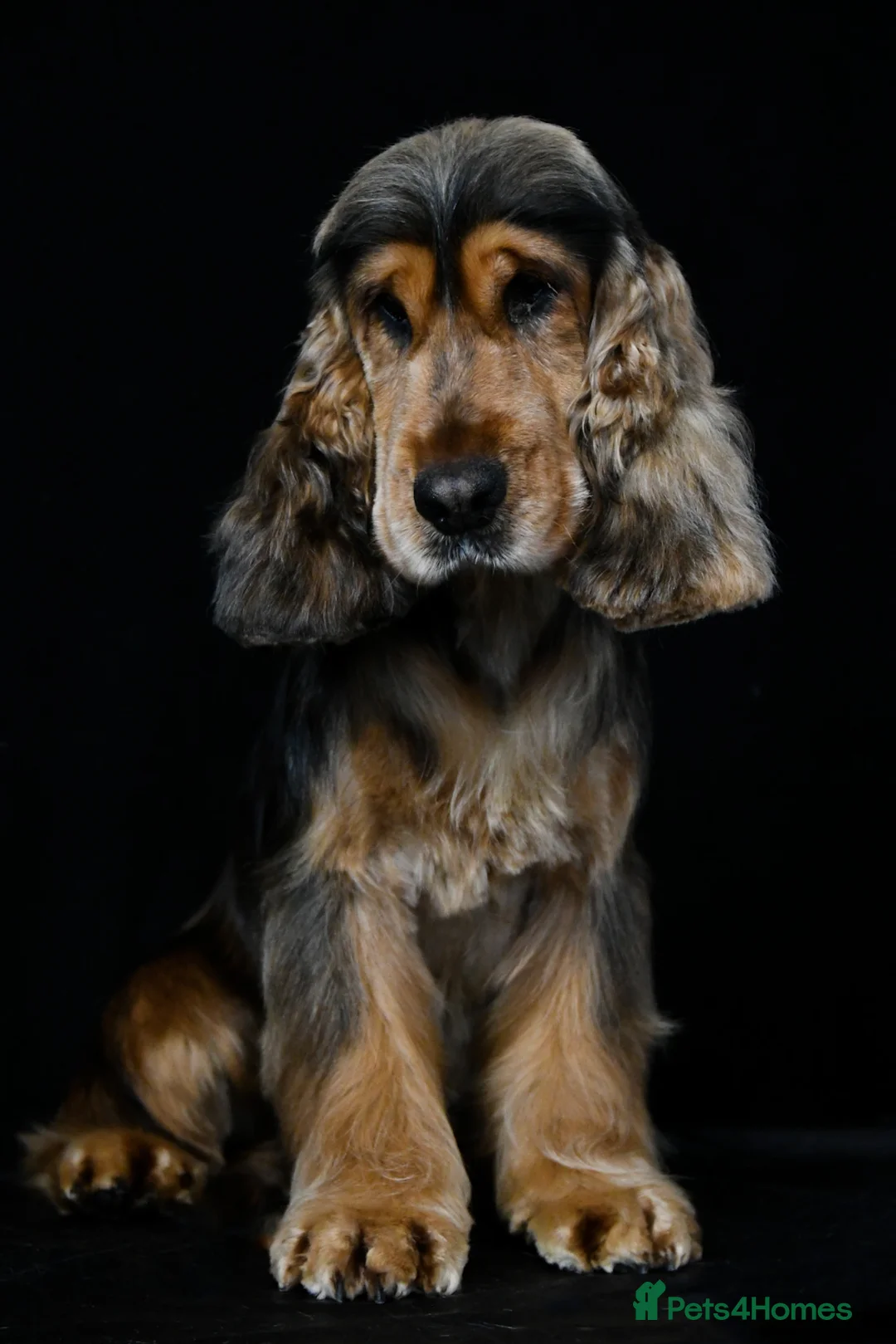 Cocker Spaniel dogs for sale: Show Type Cocker Spaniel Puppies 🐶 - Advert 2